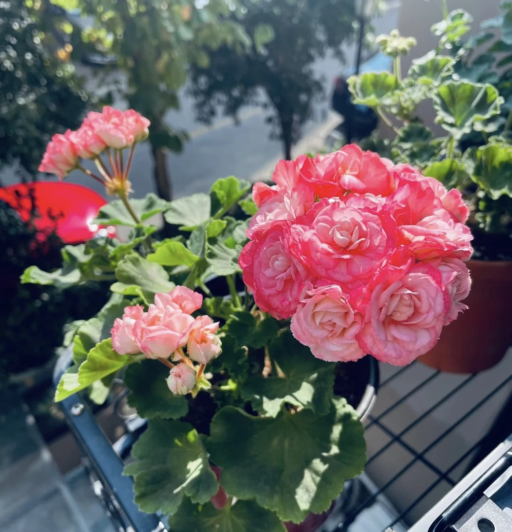 丹尼斯天竺葵（太阳越晒越红）