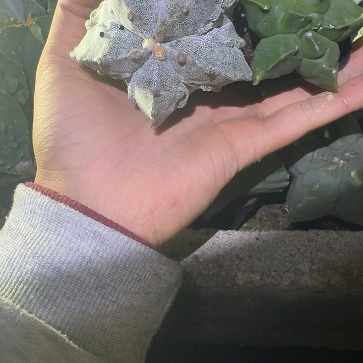 l***a无花朵龙凤玉哈哈哈哈哈哈哈哈