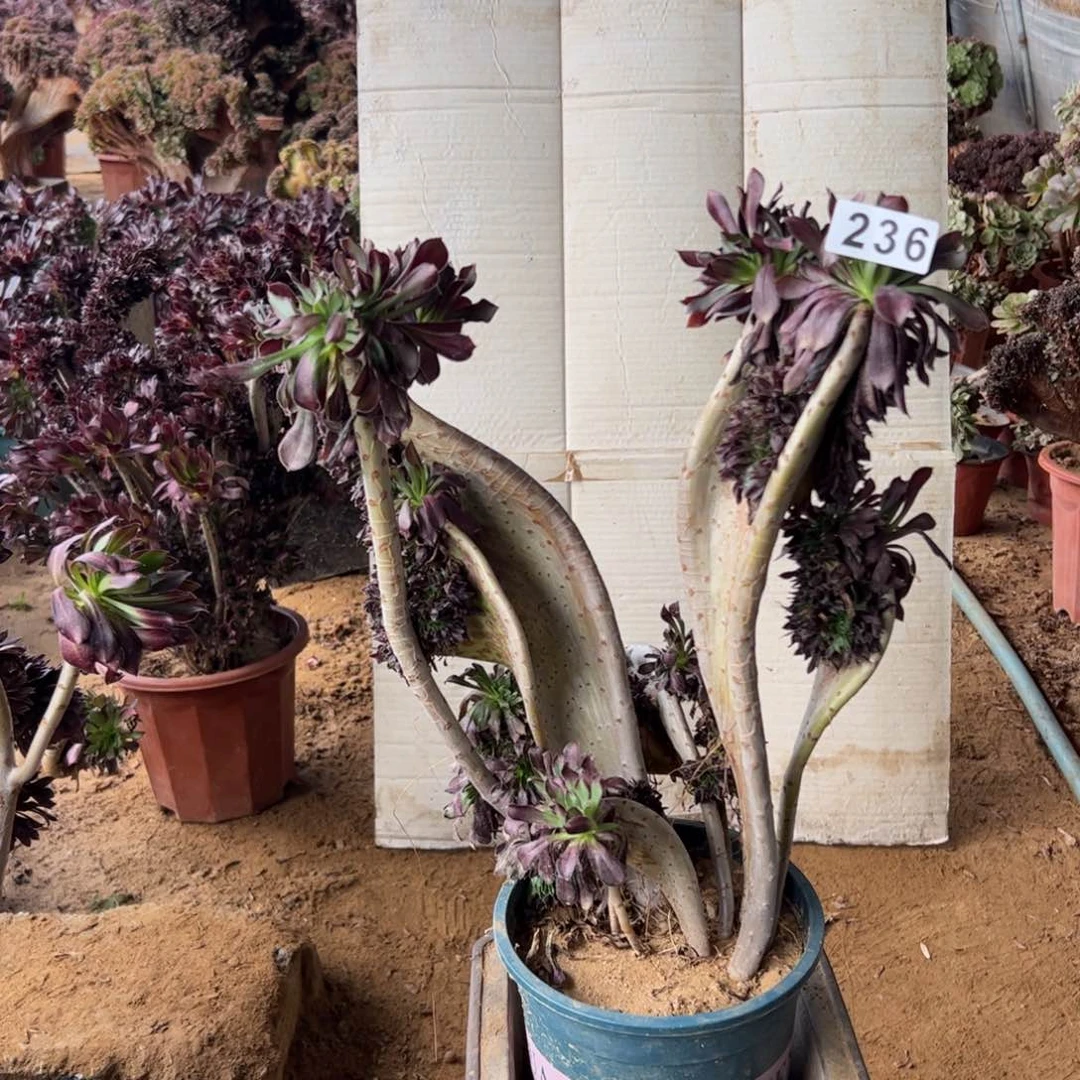 有伤黑缀236一颗