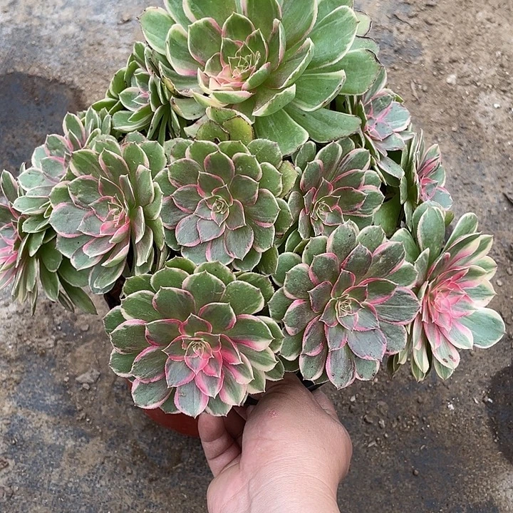 459荔枝变异满20包邮多肉