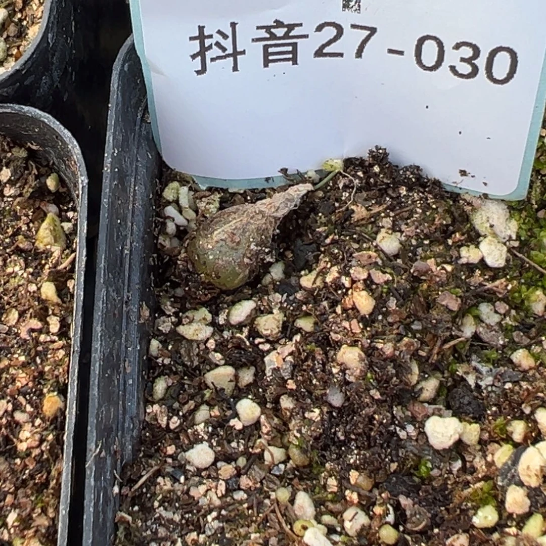 风***流27-30肉锥多肉植物，