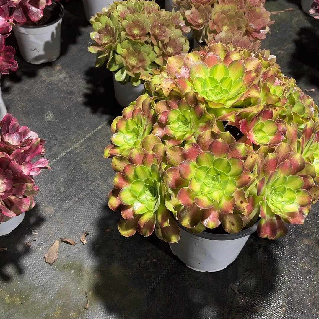 韶华法师漂亮漂亮