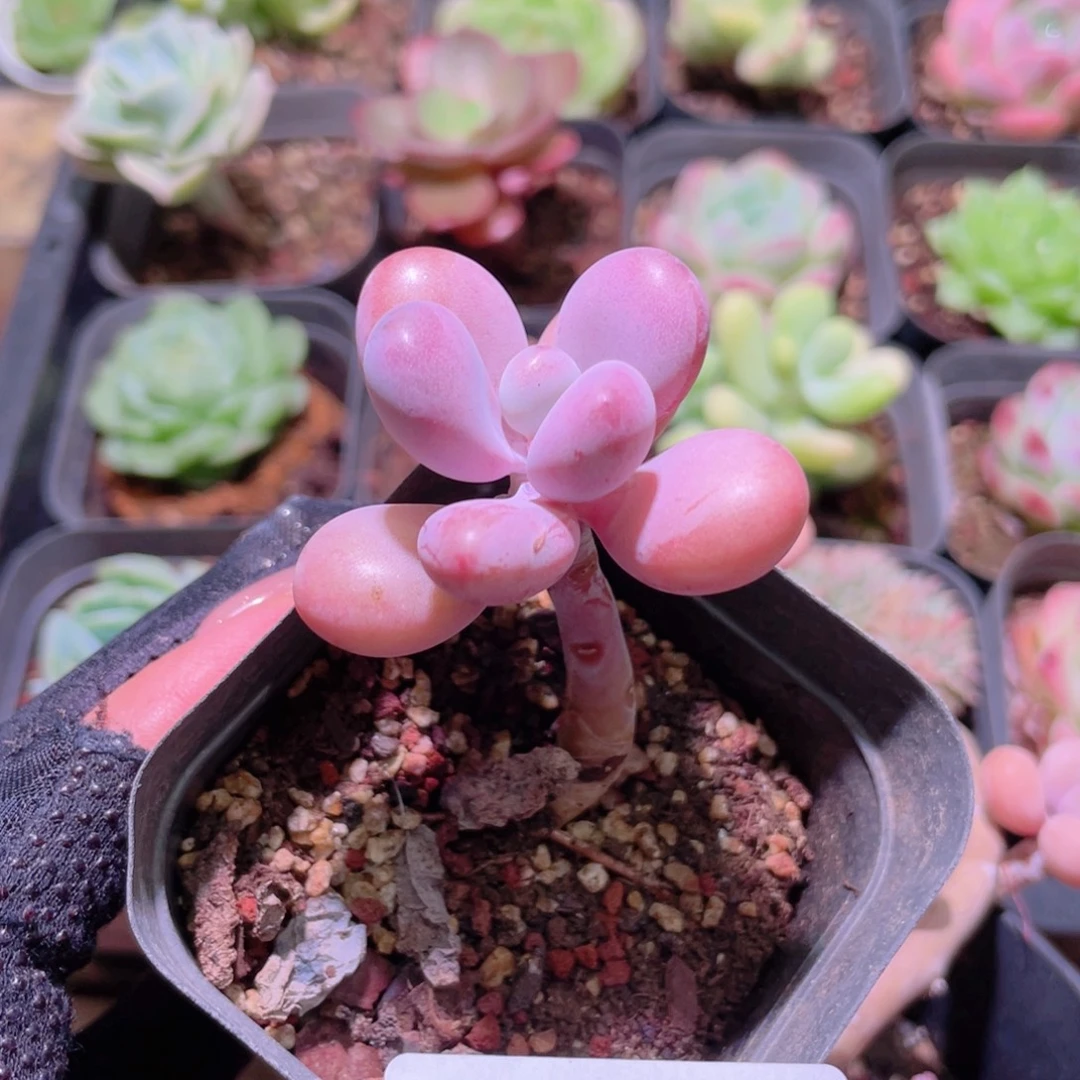 花利美25-241桃蛋