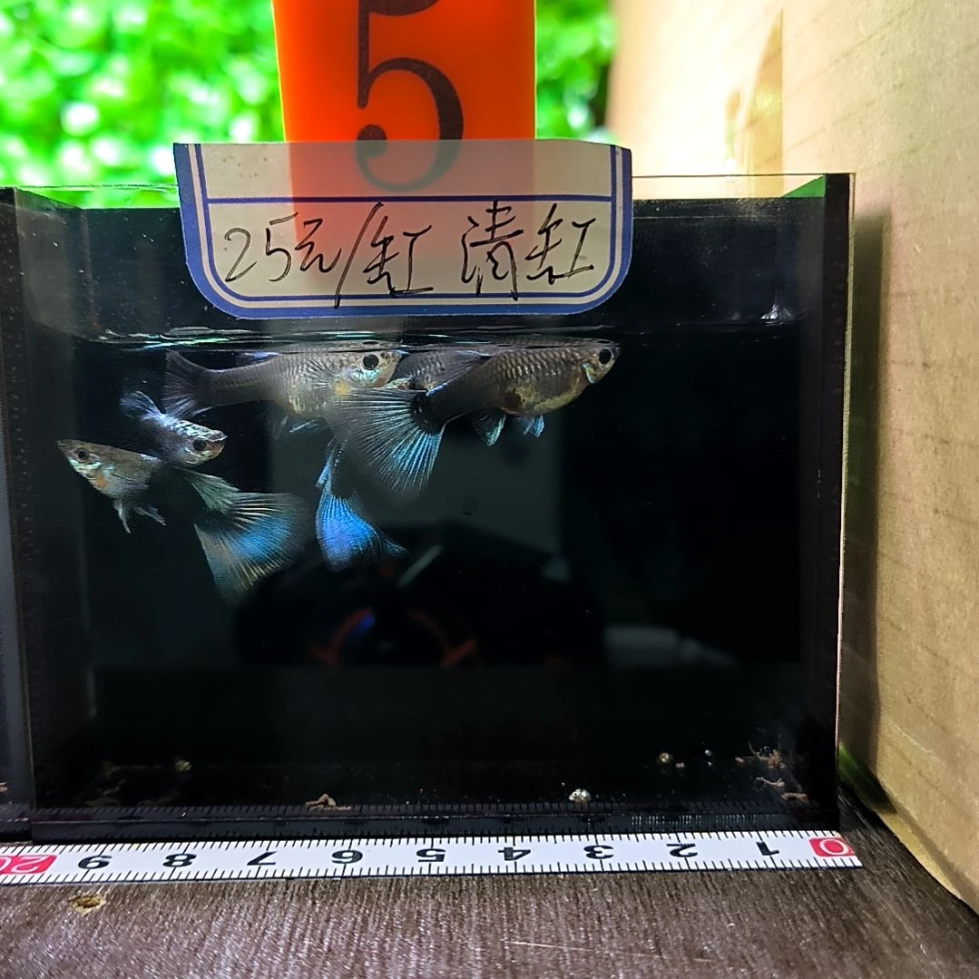 海水鱼这个精品孔雀鱼蓝礼服，三公三母带胎代孕。