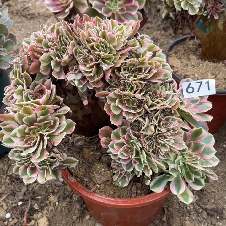 无花朵671多肉植物女巫缀