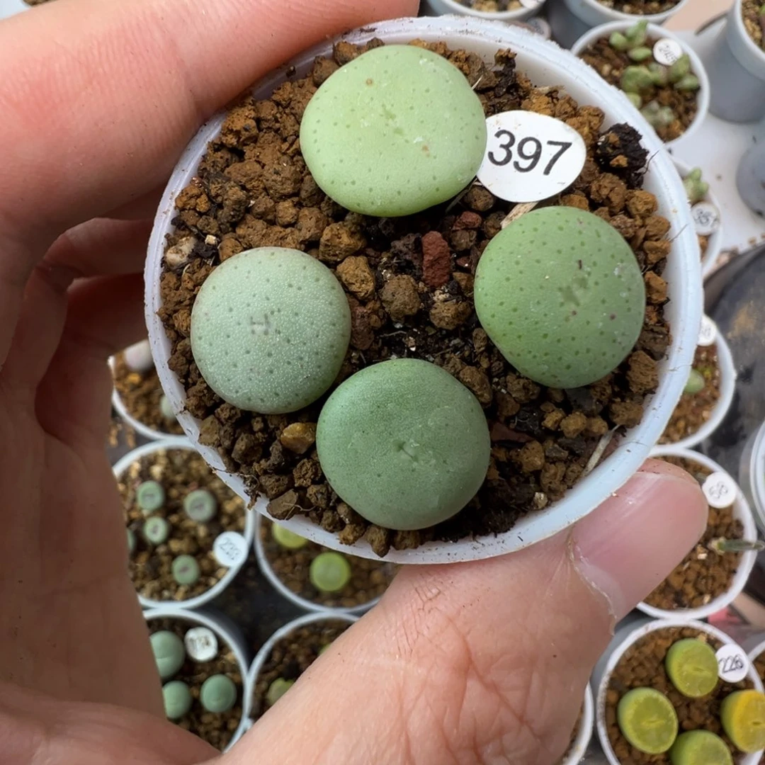 大饼一颗脱土3970000