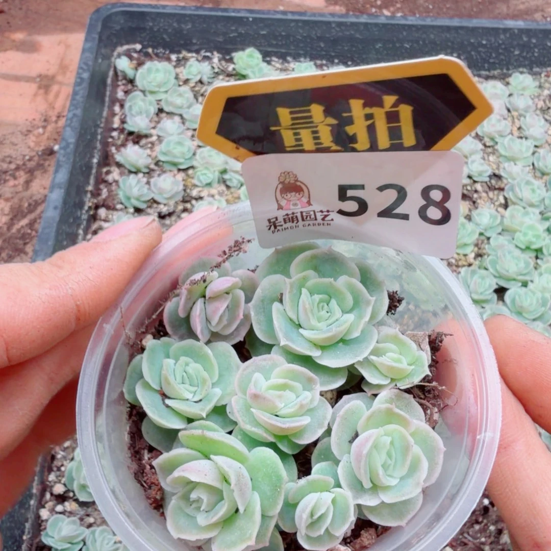 多肉植物多肉植物