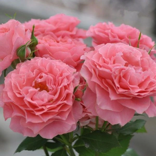 【珊瑚果冻独棵】粉色大花浓香一年四季开花抗病性强月季盆栽