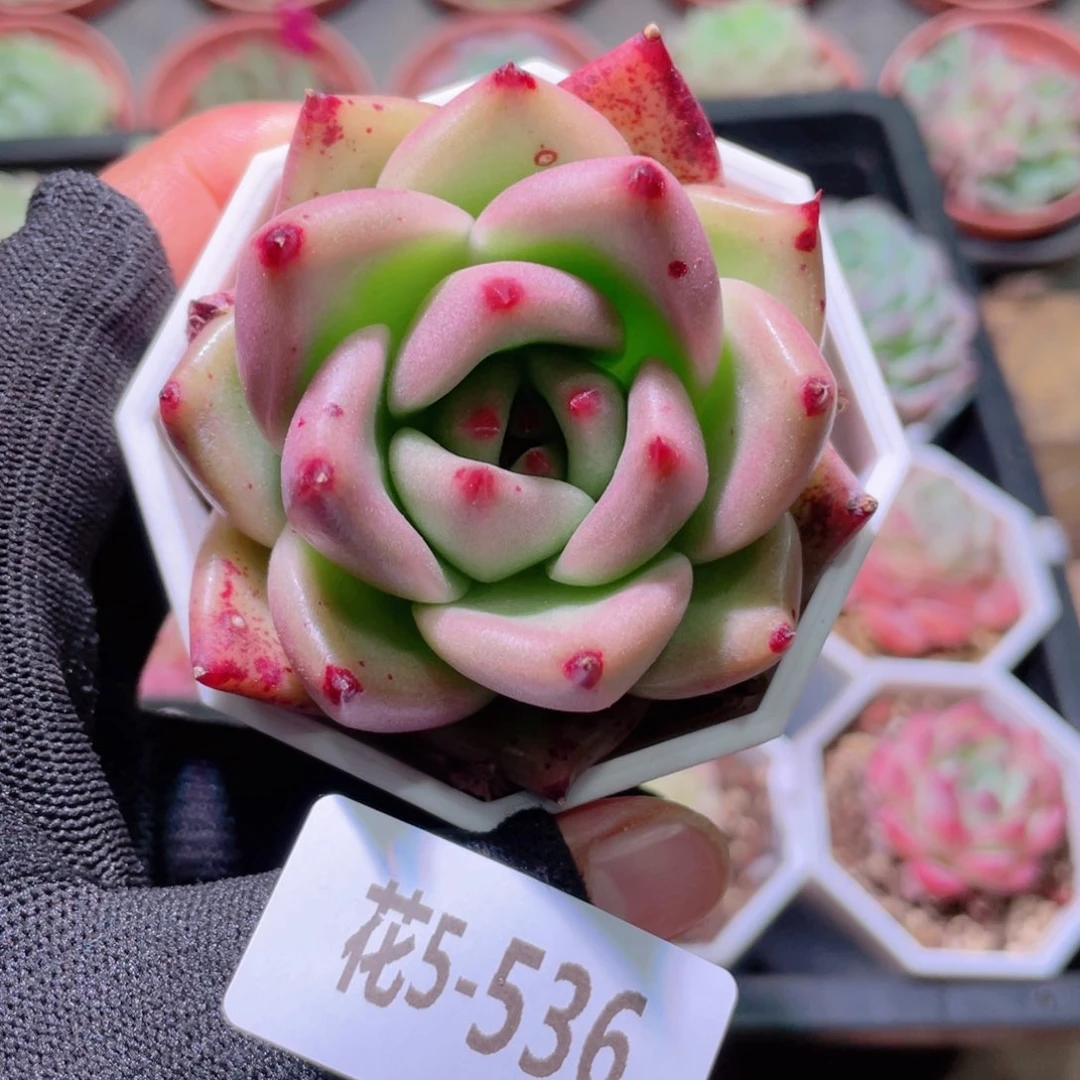 花利美5-536红颜密语