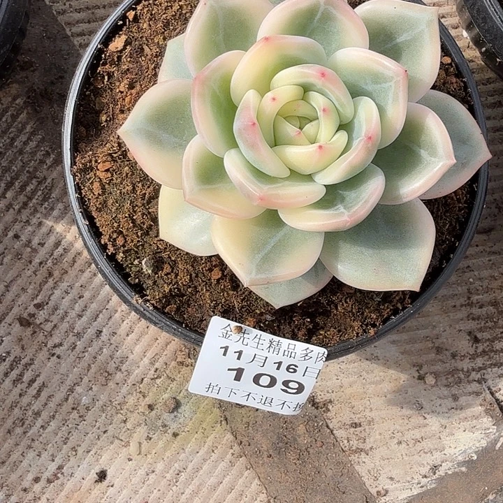 微***甜1116-109伊丽莎白锦