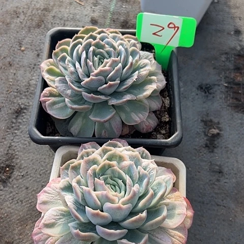 29泡泡裙2个脱土多肉