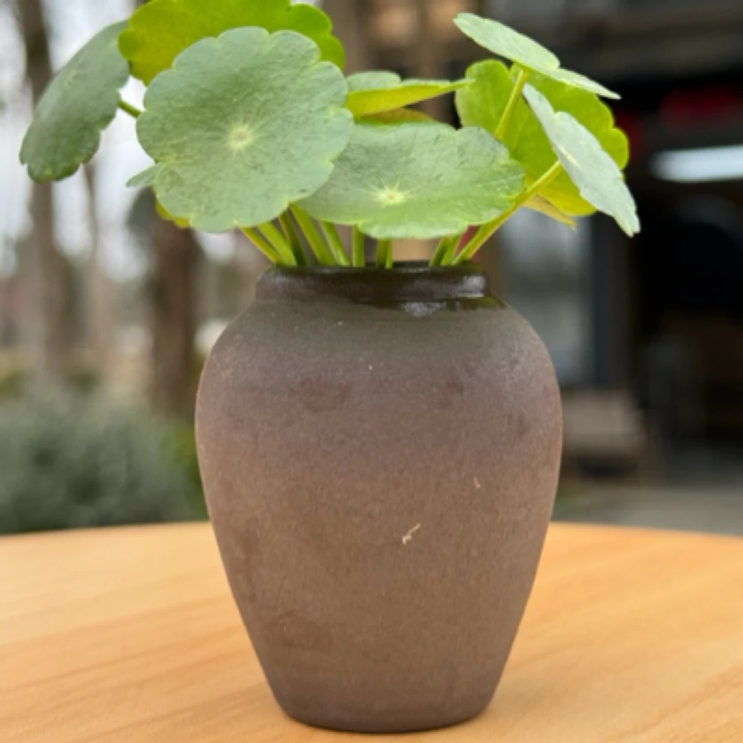 铜钱草+禅意陶瓷小花器套装