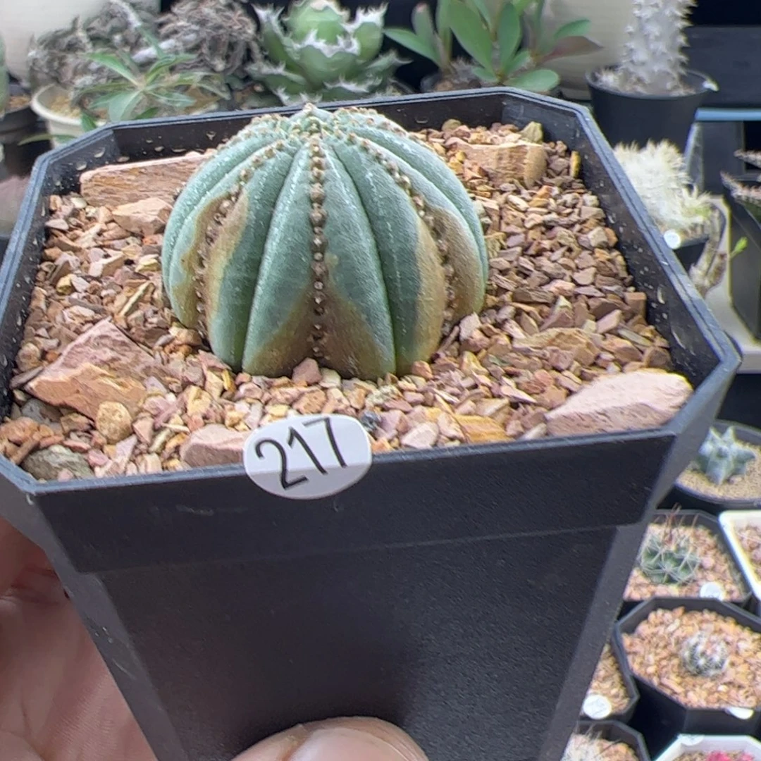 锈斑布纹球3+一物一拍