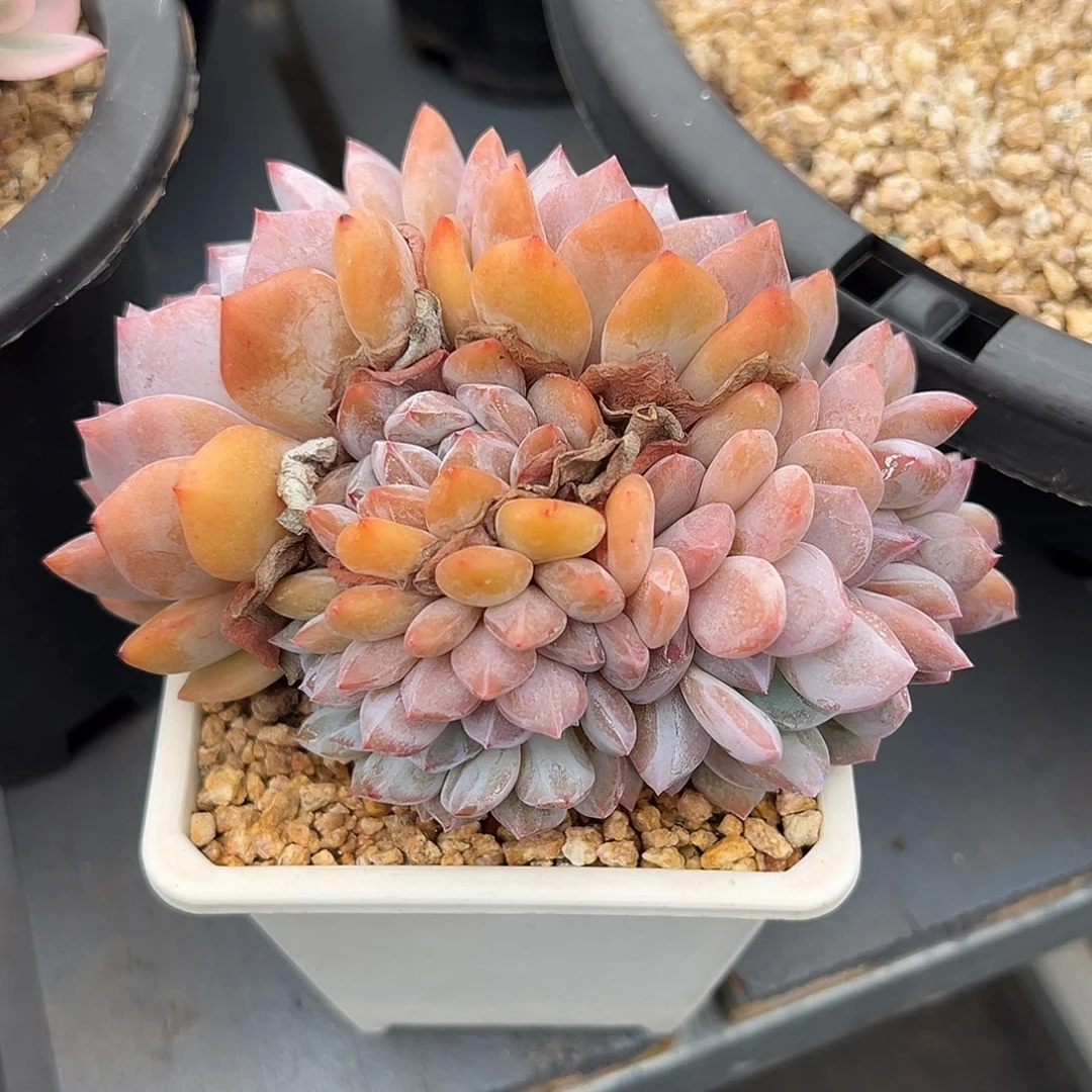 529-25精控星影缀化