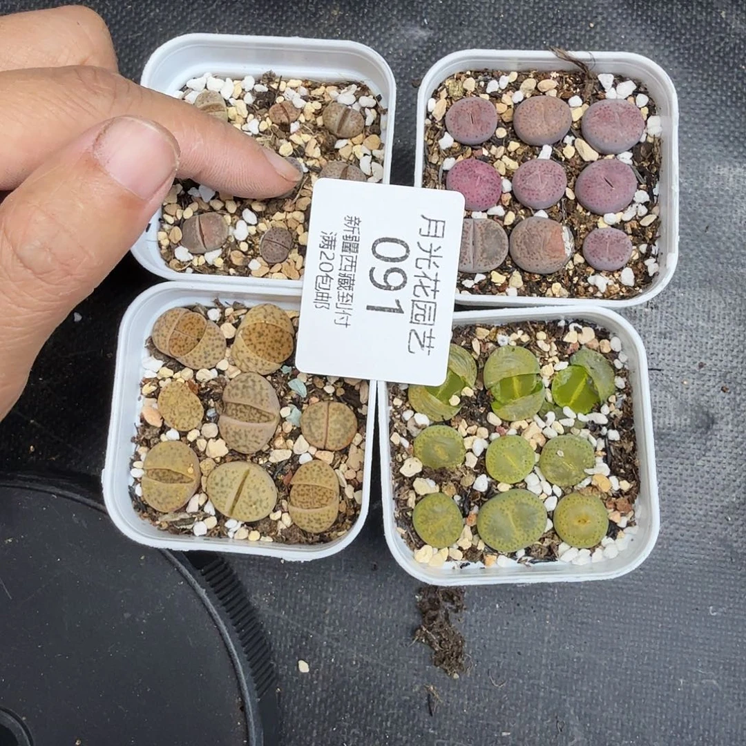 是你把它带入深渊时不让我们091