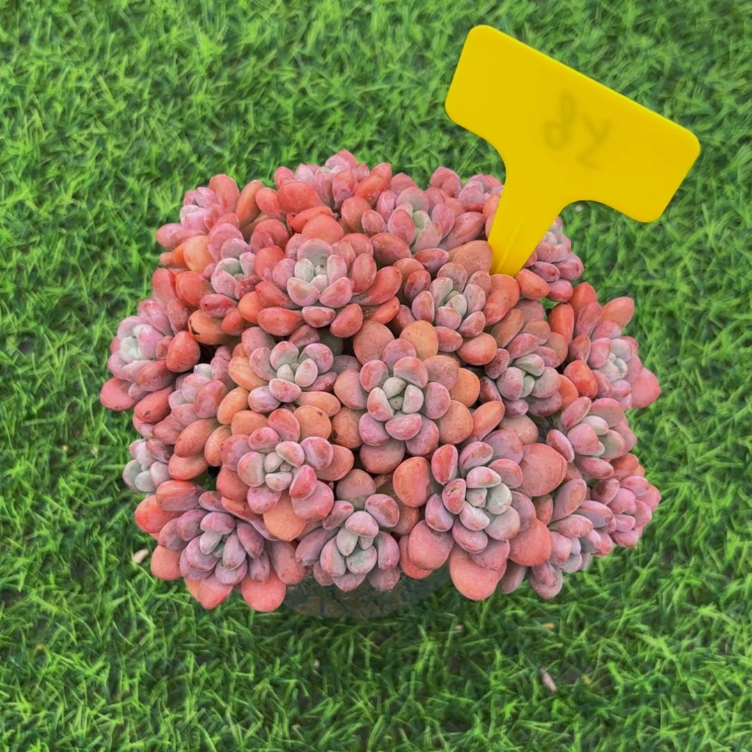 百***友小叶白鹭手捧花多肉