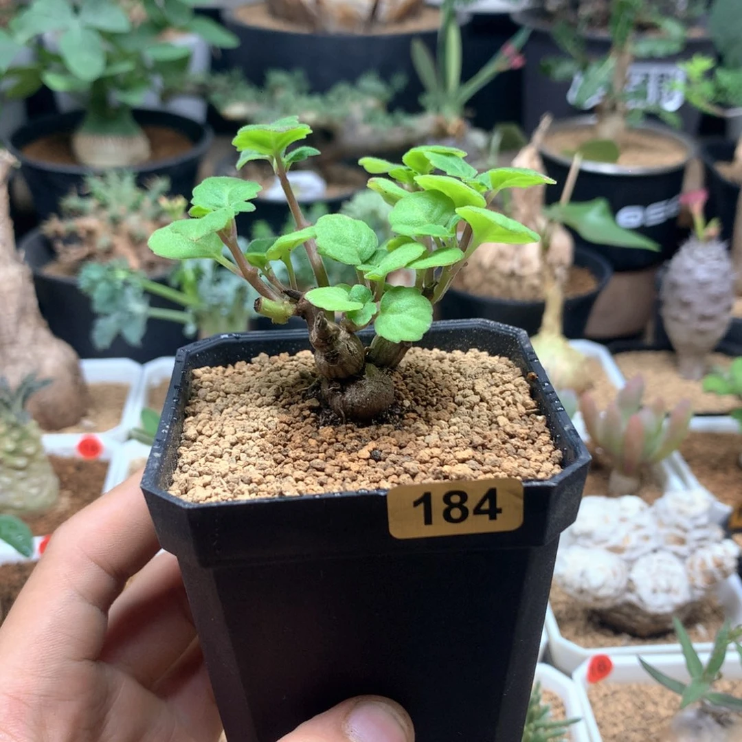 爱氏延命草多肉带盆