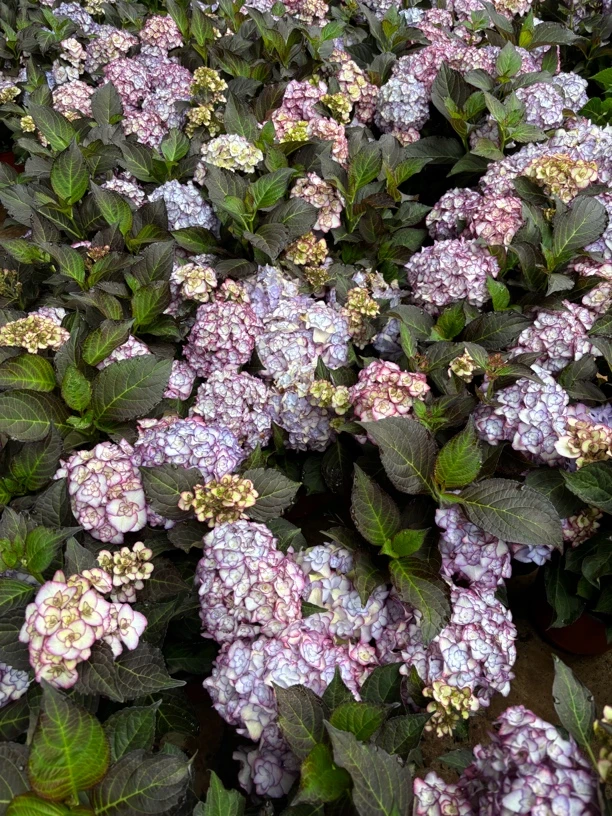 【纱织小姐】露天绣球易养护绿植盆栽花卉