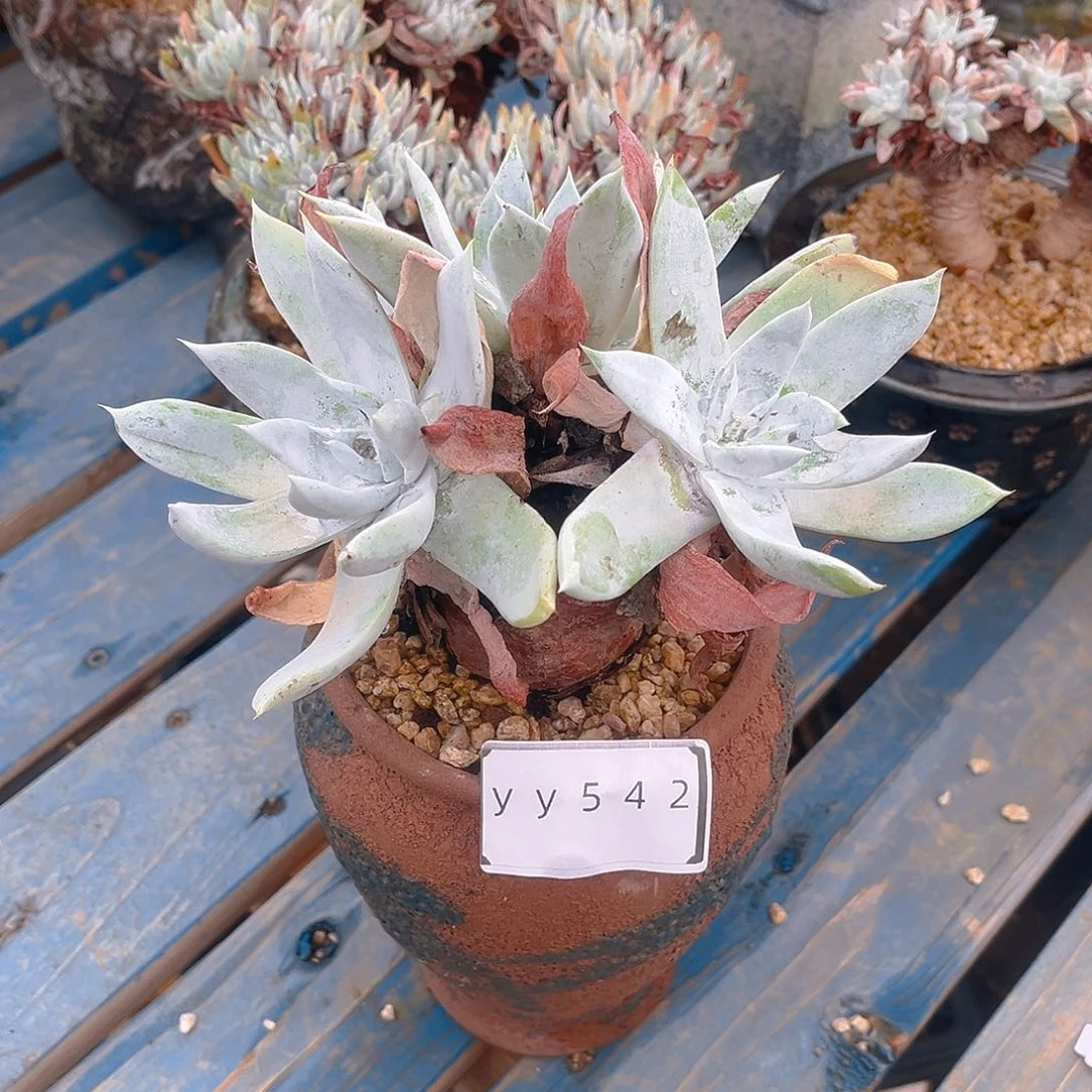 老桩仙女杯yy542