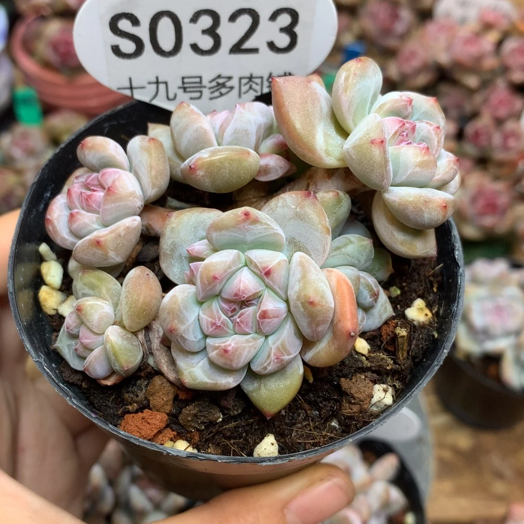 S0323 突尼斯 7.5cm 小脸