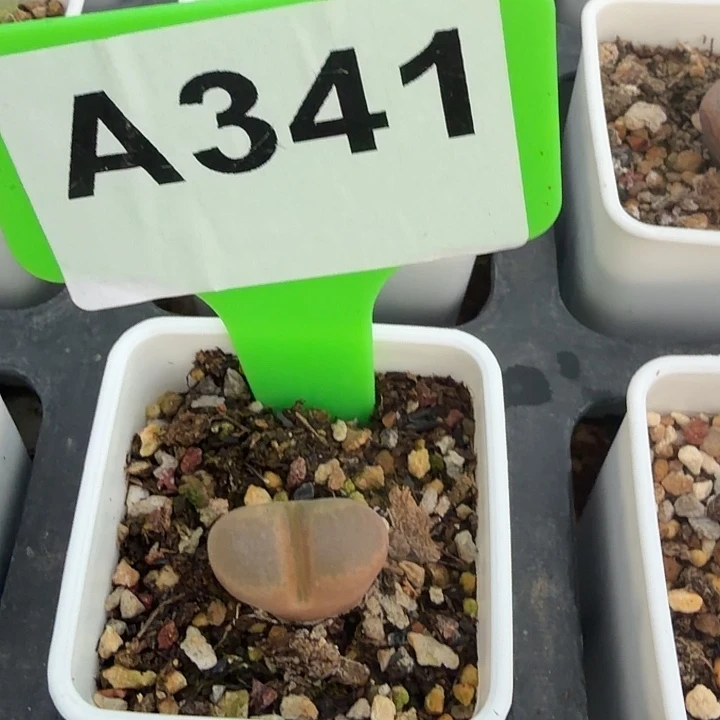 胖****341hhhjjjnnnnnnn