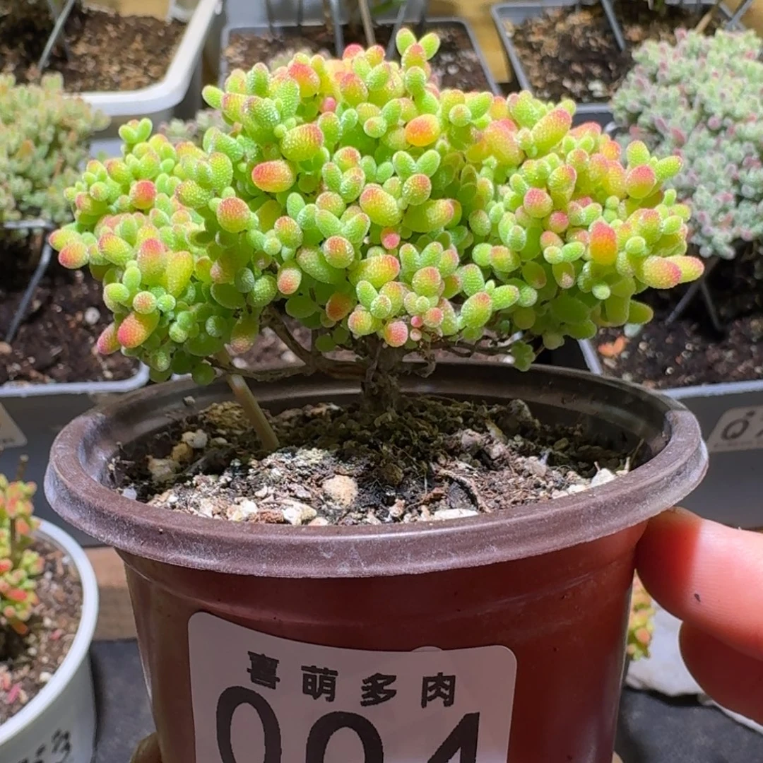 蜜橘糖球枝干番杏004