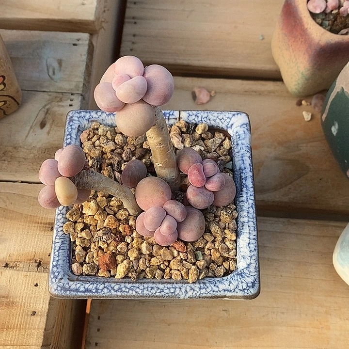 胭脂精品多肉挑蛋006