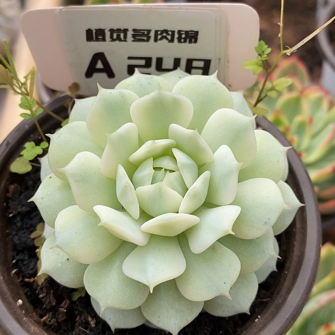 248静夜哈哈哈哈哈