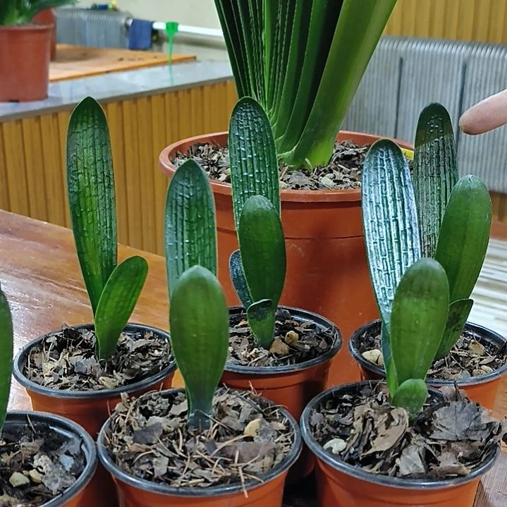 完全开放小霸王158米苗