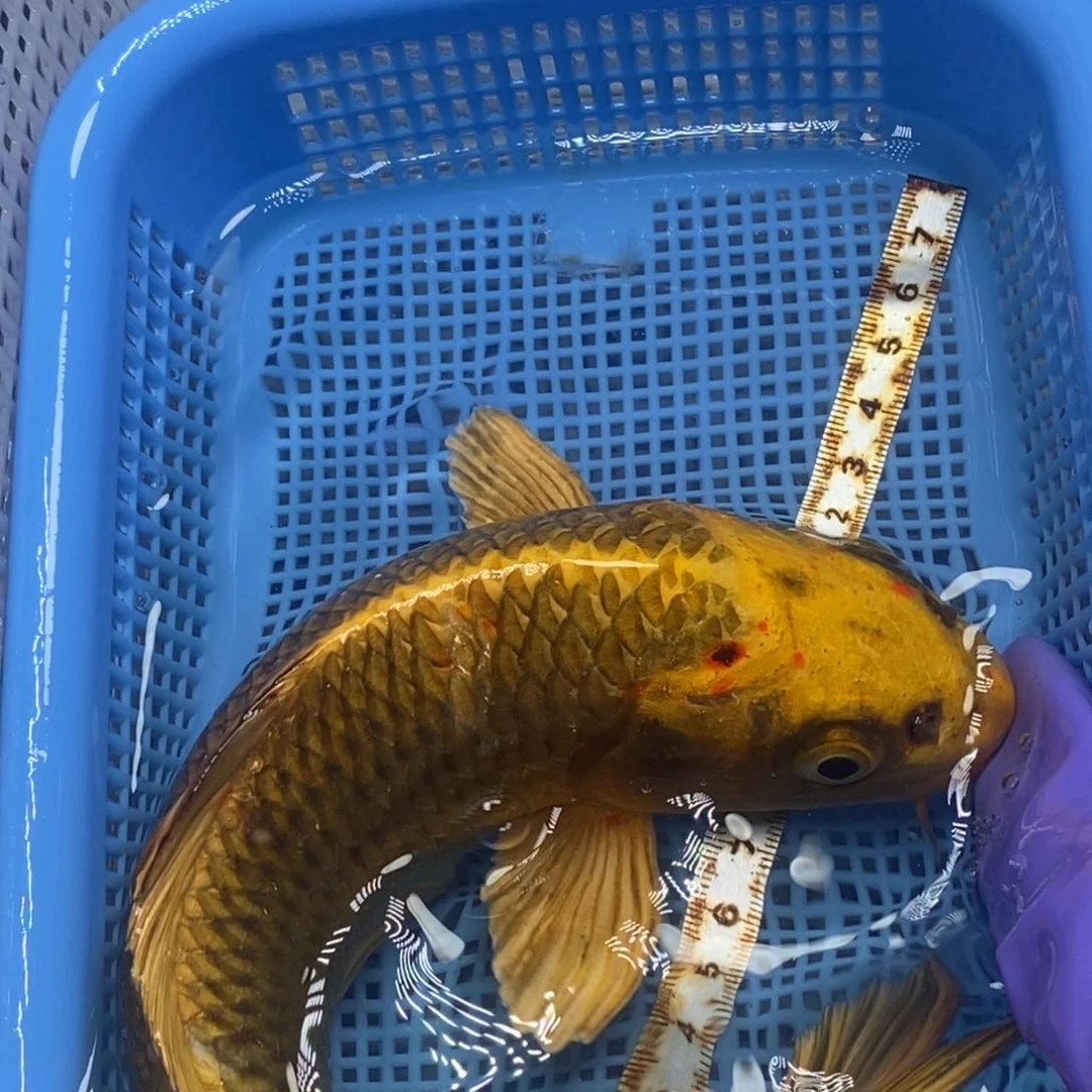 锦鲤冷水锦鲤包邮