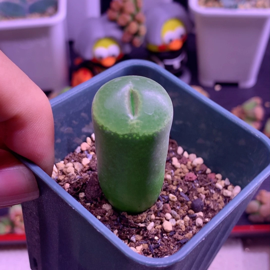 安格尼斯之眼风铃植物