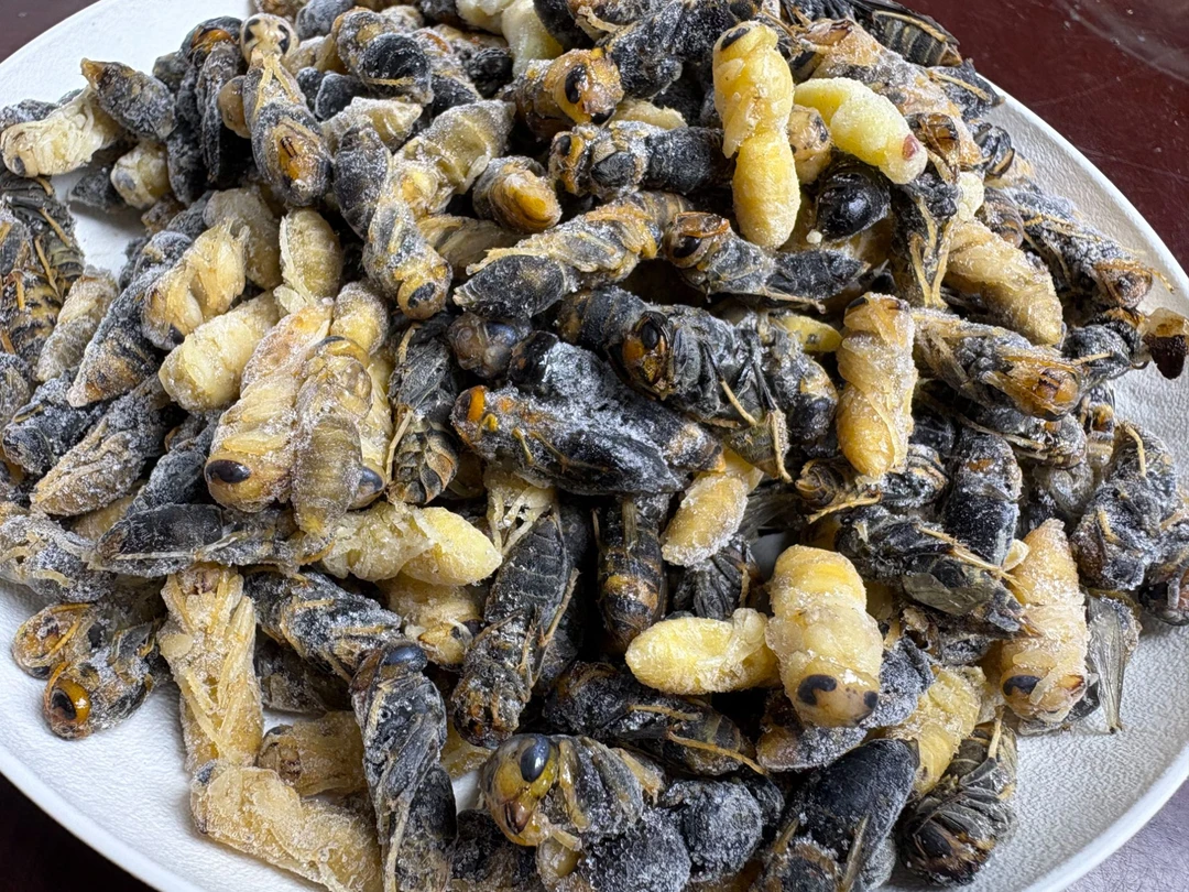 树蜂四级新鲜蜂蛹（顺丰冷链包邮）