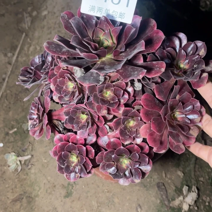2401美杜莎的的的多肉