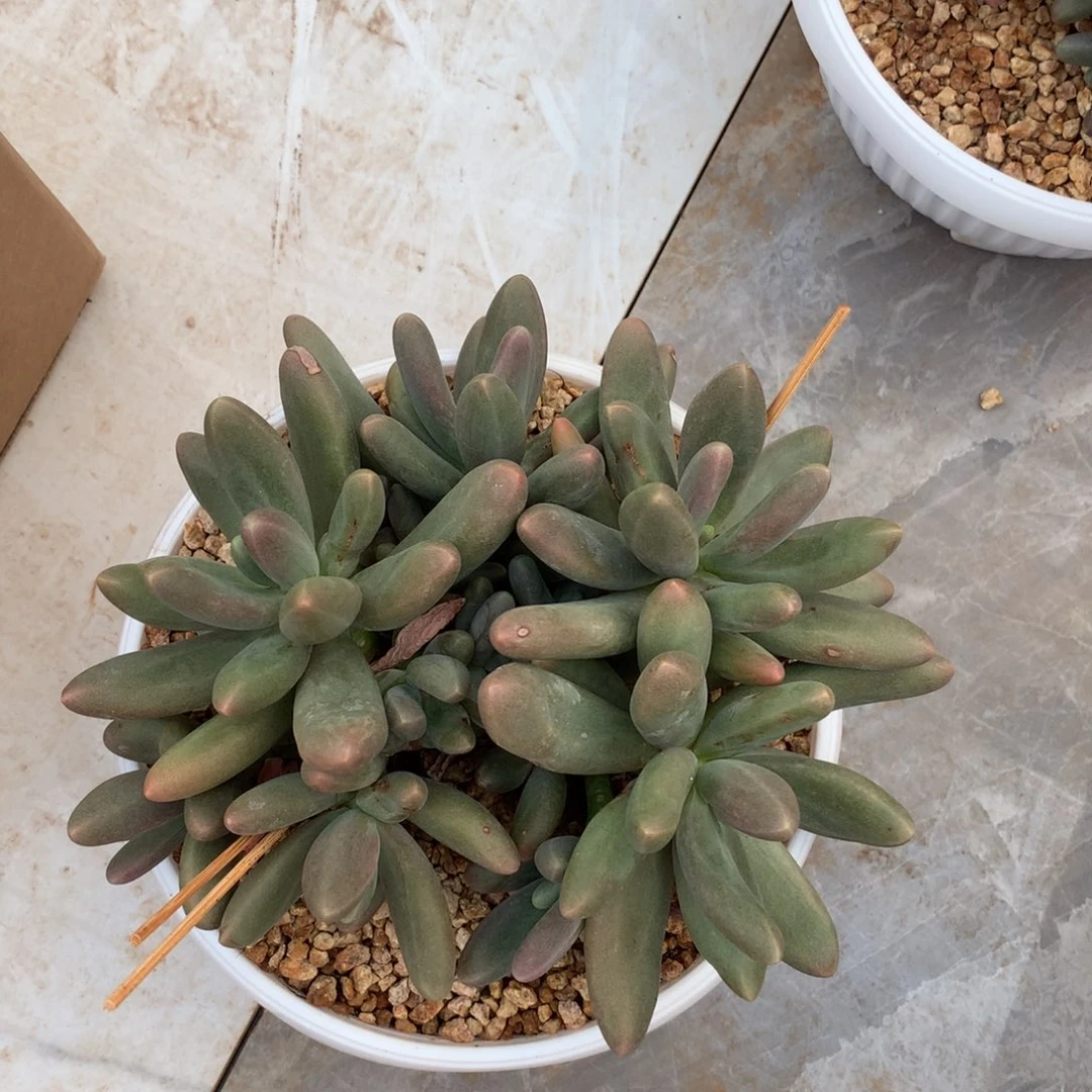 多肉植物一物一拍