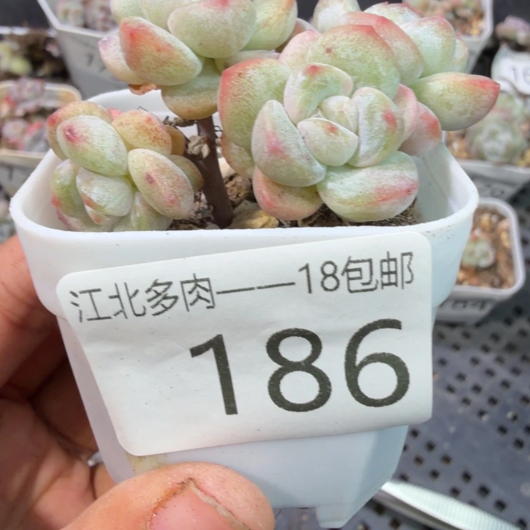 186 号到手一筐江北多肉