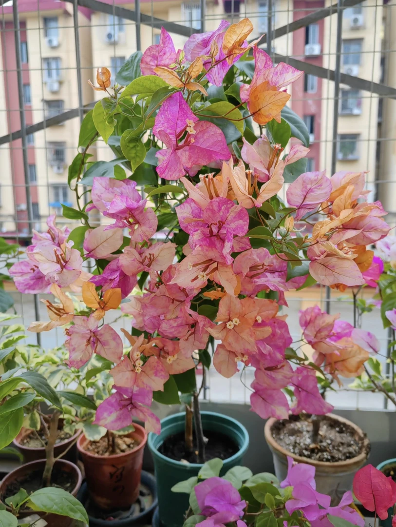 【阿朱纳】品种袋苗原生爬藤勤花（花梦园）袋苗不售后