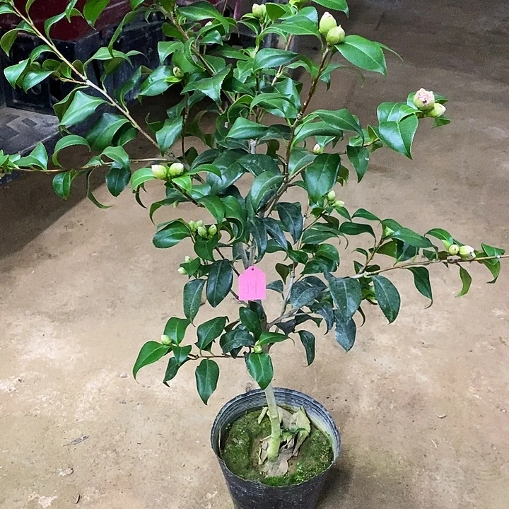 津川娇。           茶花。