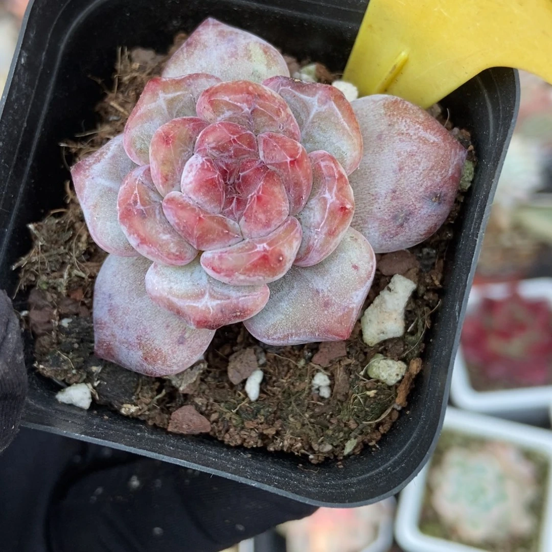 6081星影石化多肉植物