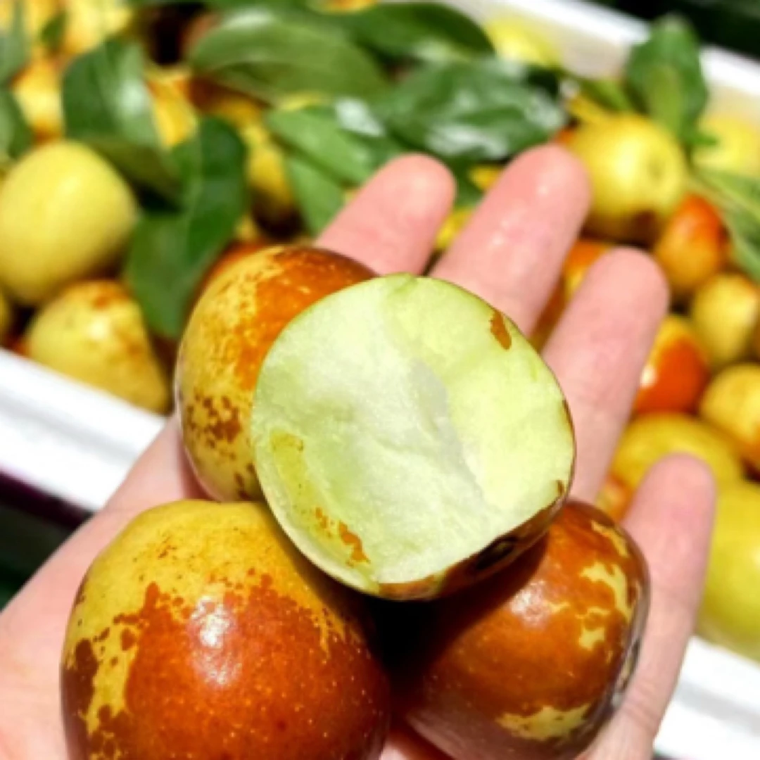 陕西大荔冬枣新鲜香甜酥脆陕西省