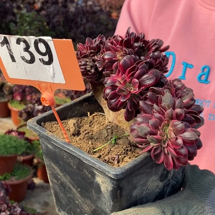 F****?139美杜莎缀化老桩