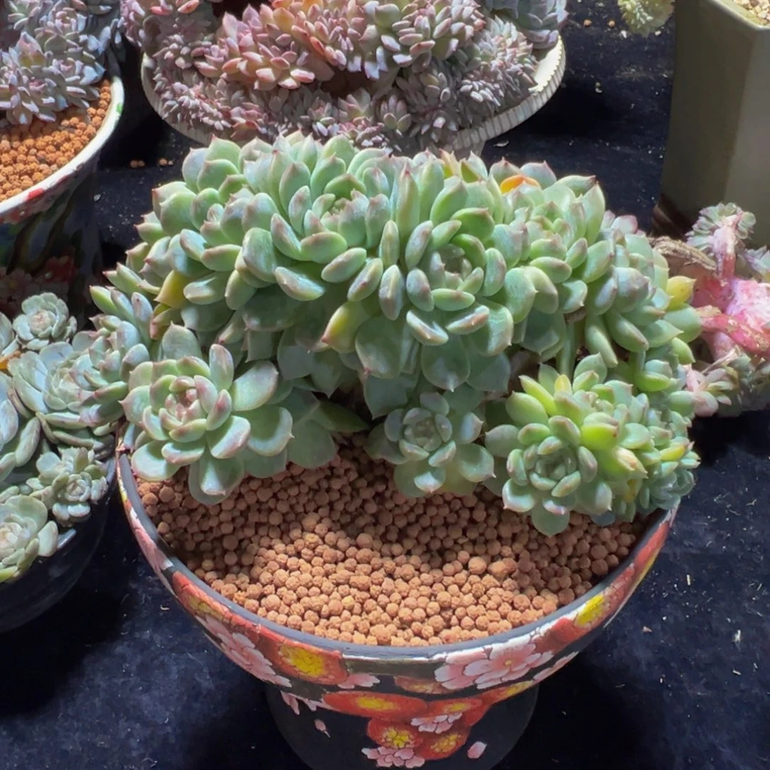 C***n紫心山茶花冰魄朵朵