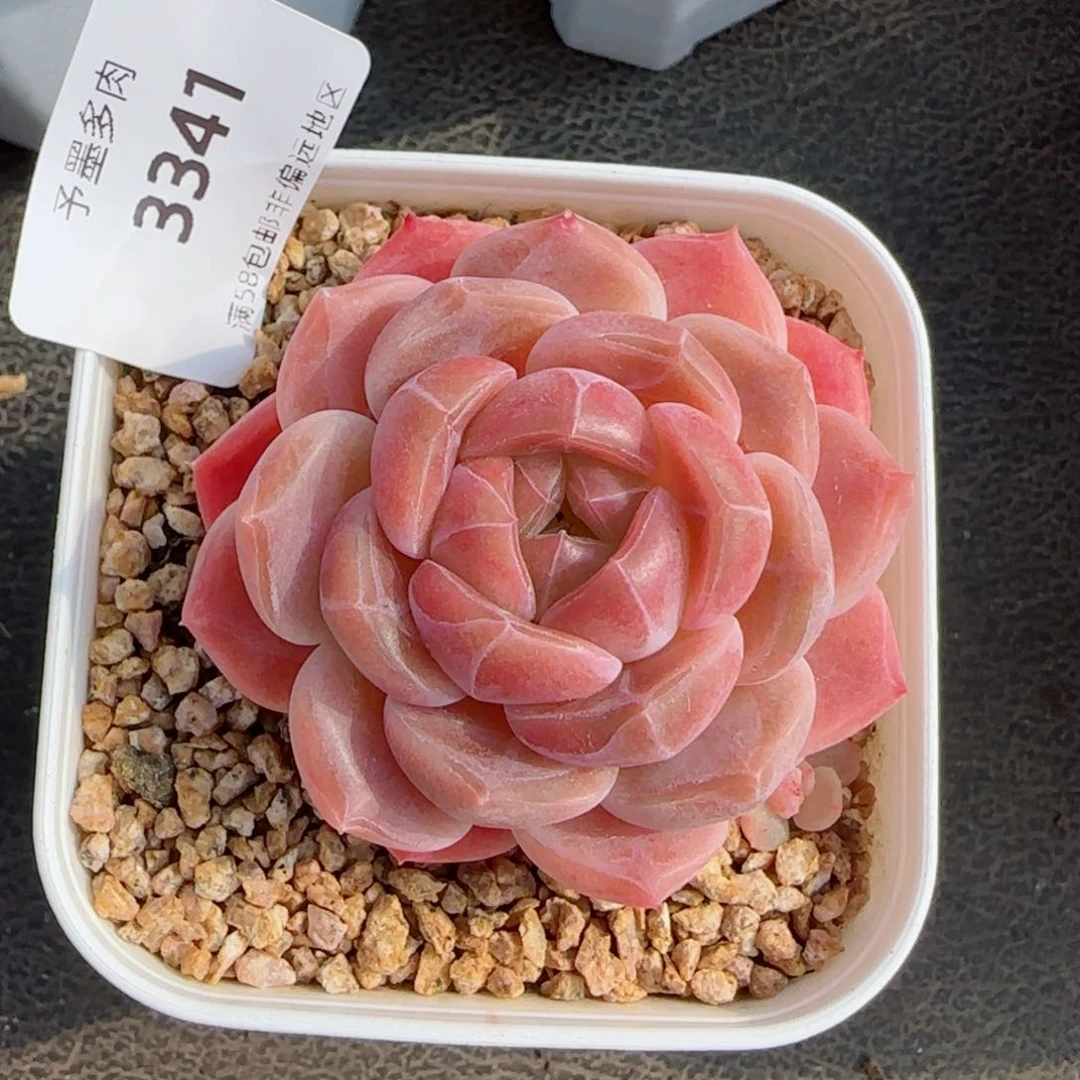 糯心冰魄，3341多肉植物