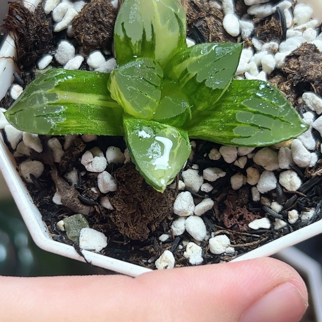 阿房宫锦十二卷多肉植物