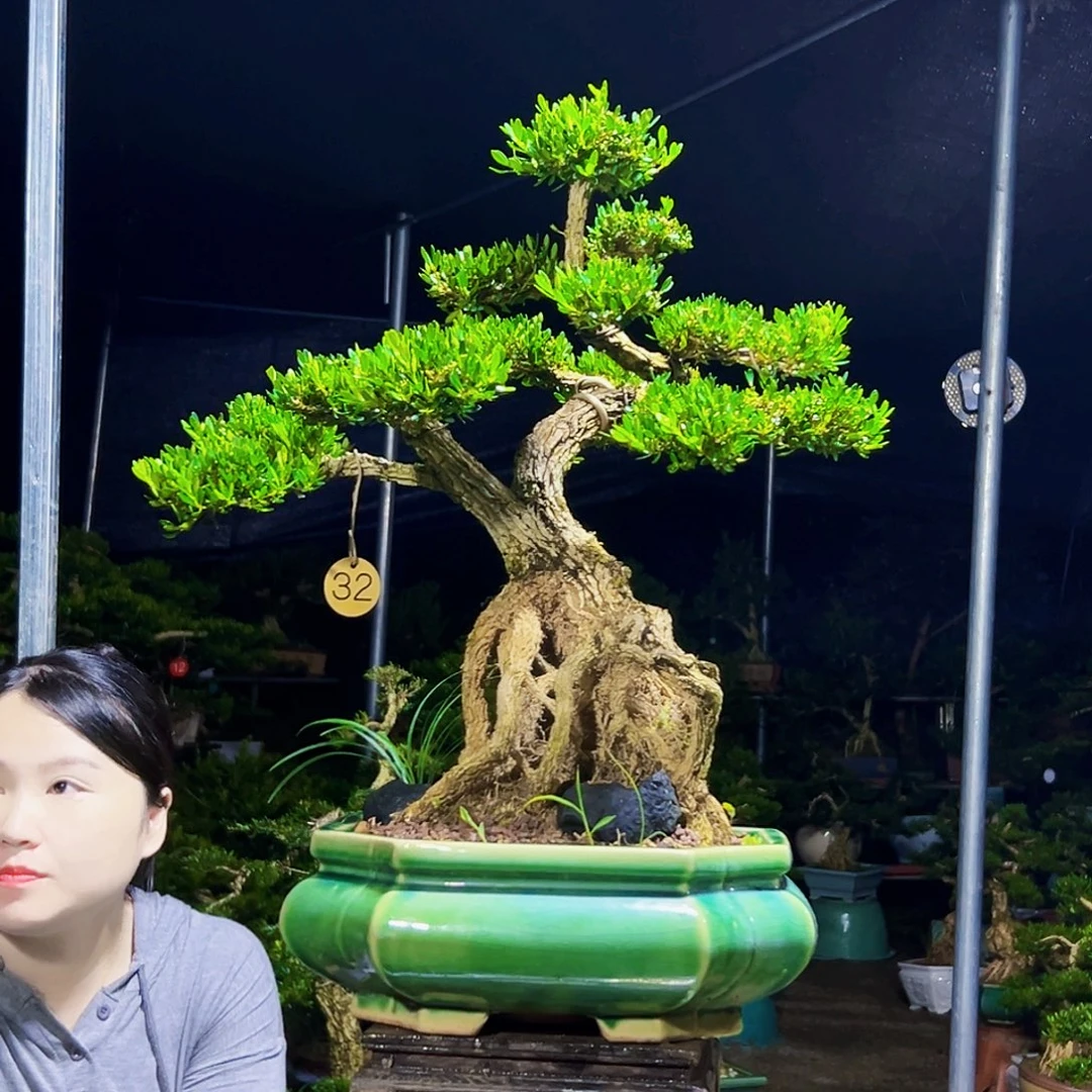 无花朵黄杨木