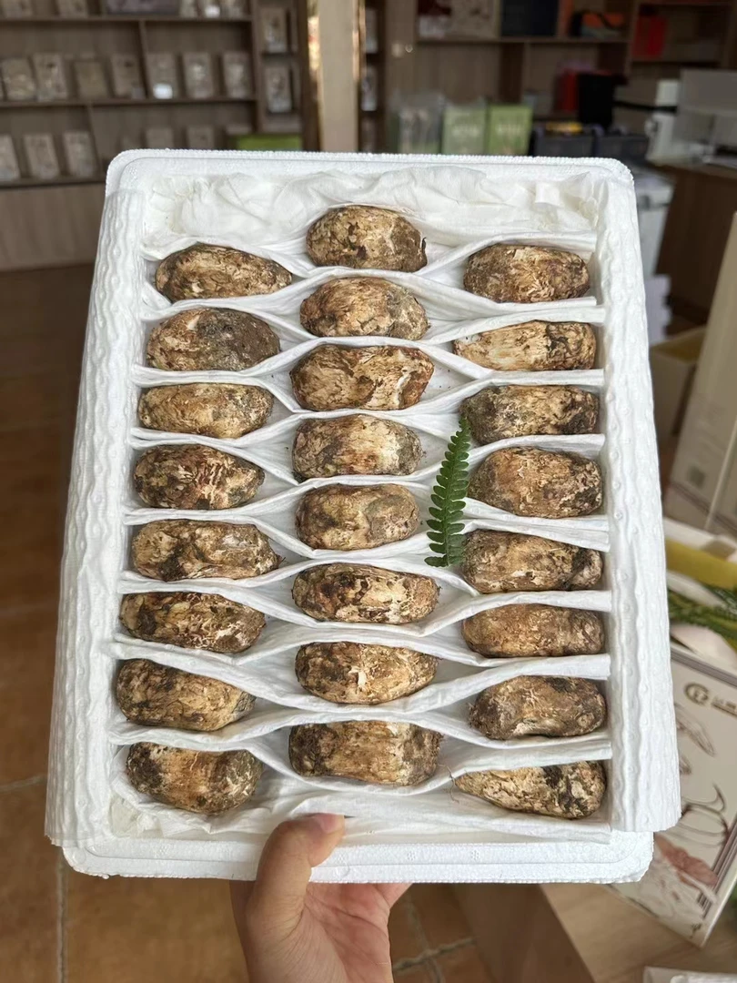 新鲜精选3-5未开伞野生刺身松茸云南香格里拉直供香气足