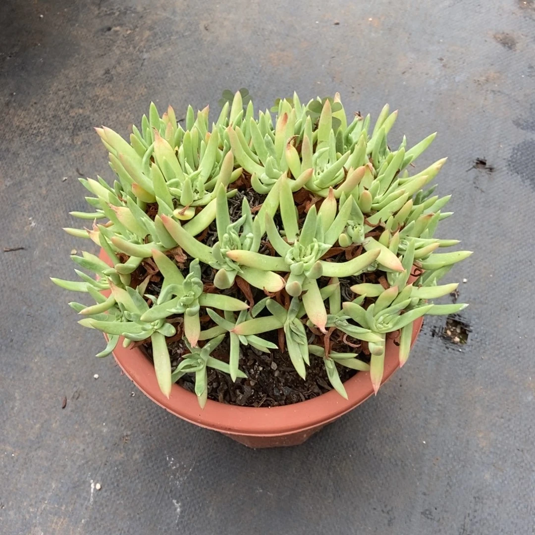 库尔多肉植物啦啦啦