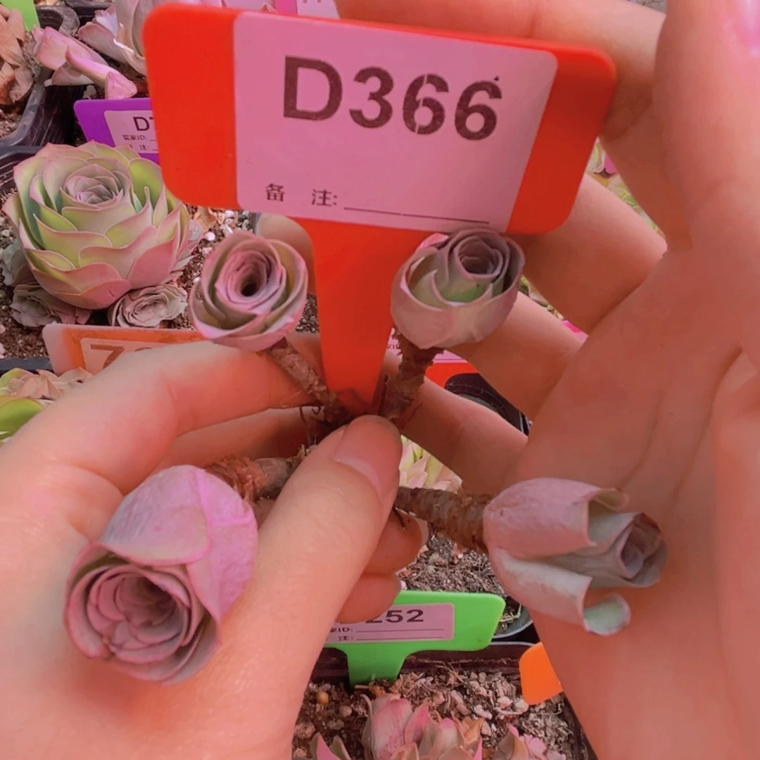 366四头小酒杯紫色