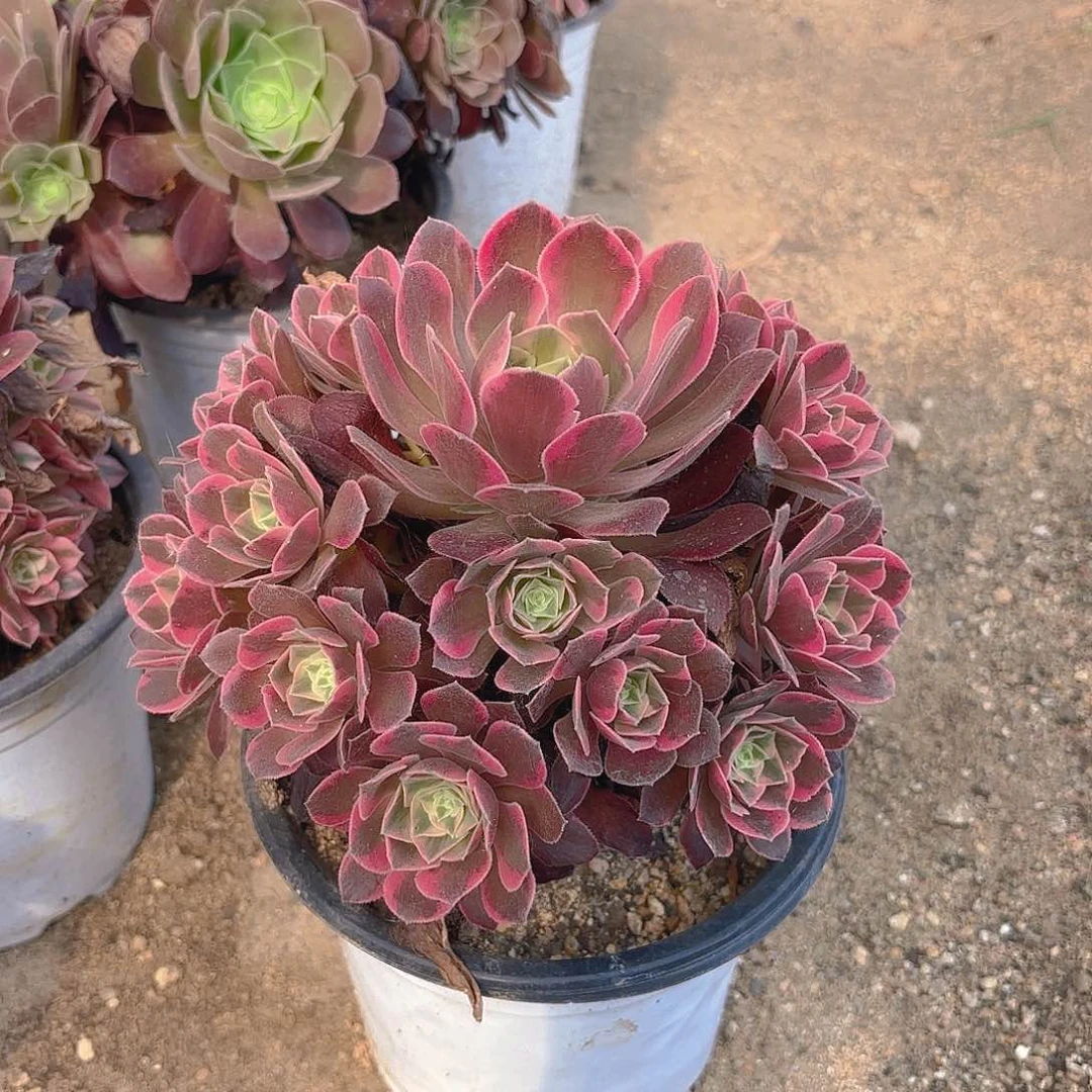 女妖多肉植物手捧上