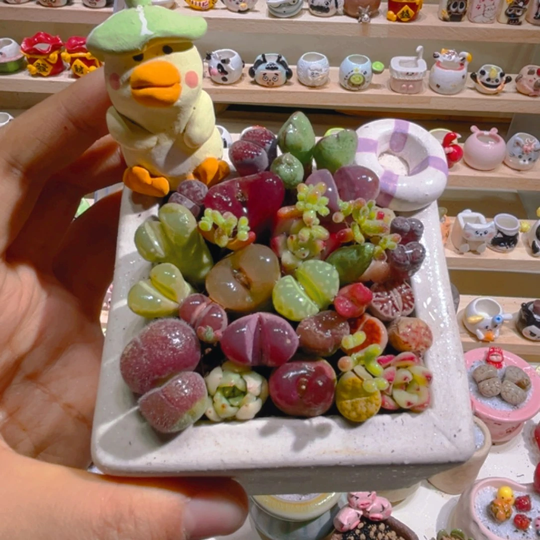 010花海高端多肉带盆土一套88