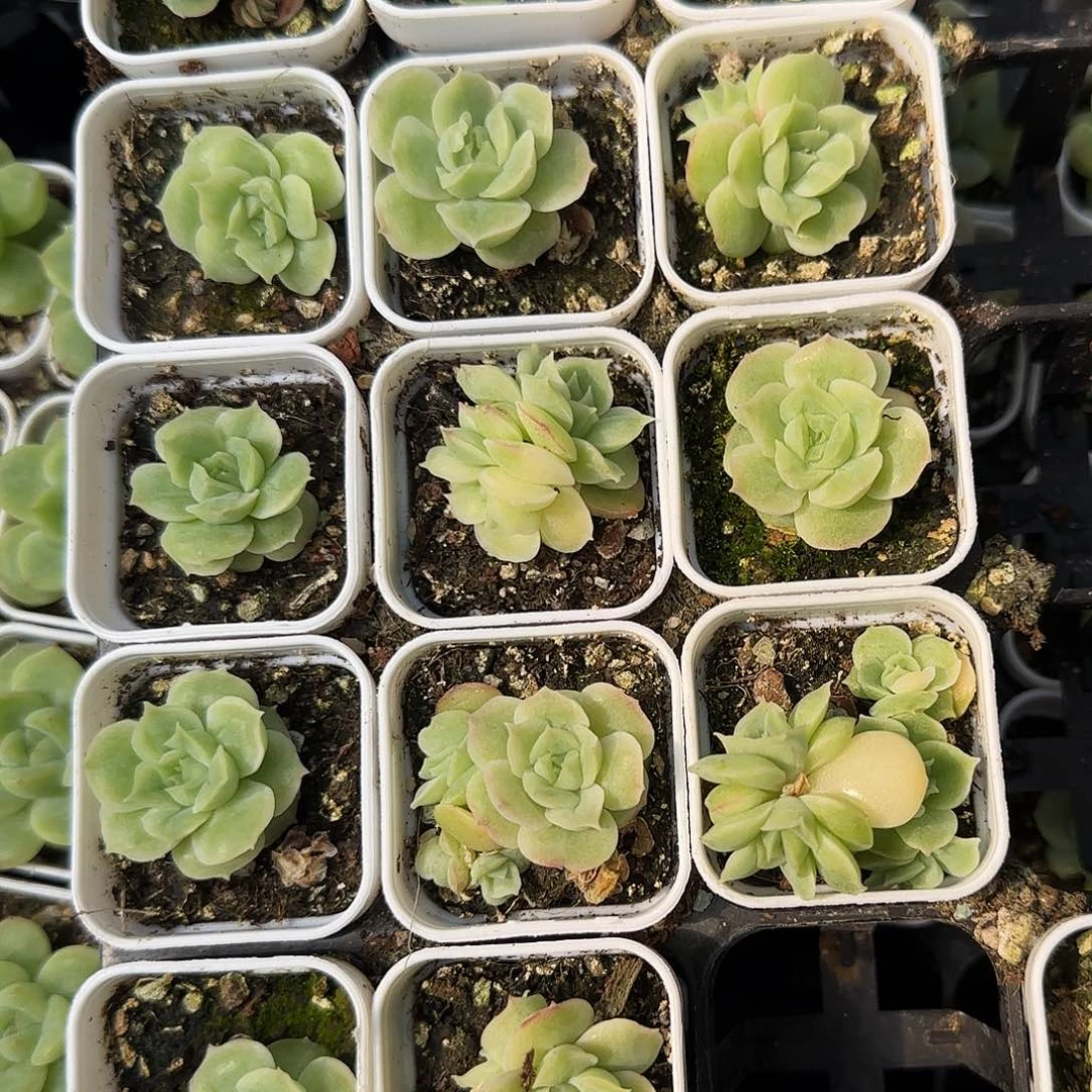 虾饺中盆一个满25包邮